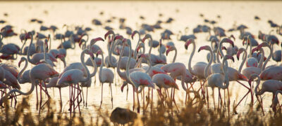 Doñana národný park