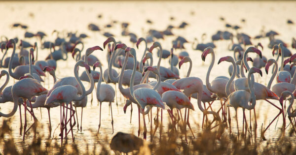 Doñana národný park