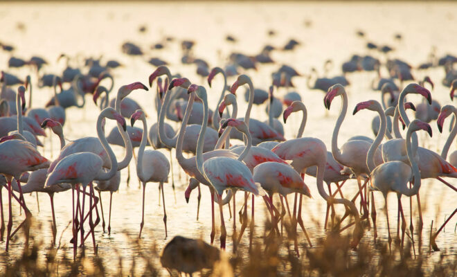 Doñana národný park