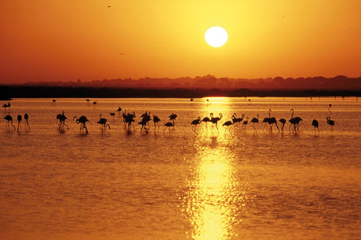 Doñana plameniaci a mokrade